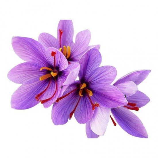 saffron flower seeds