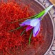 Nature Boon™ Organic Kashmiri Saffron/Kesar Bulbs (Seeds) Pack of 5